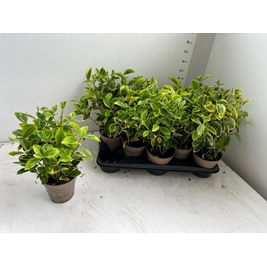 EUONYMUS JA AUREUS