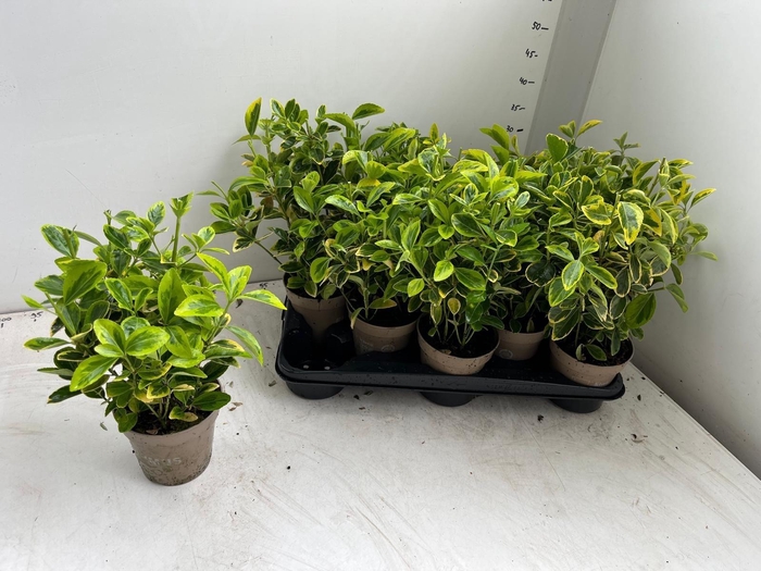 <h4>EUONYMUS JA AUREUS</h4>