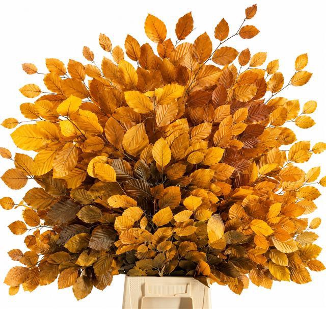 <h4>Faggio Preserved Yellow (beech,beuk)</h4>