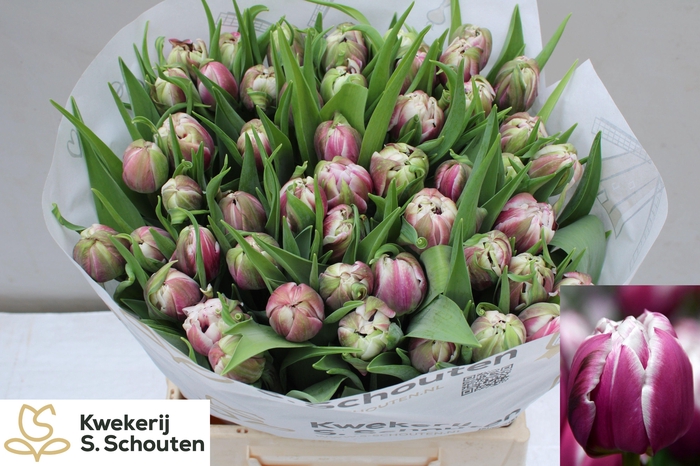 <h4>TU DU JOSER</h4>