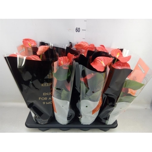 Anthurium andr. 'Florida'