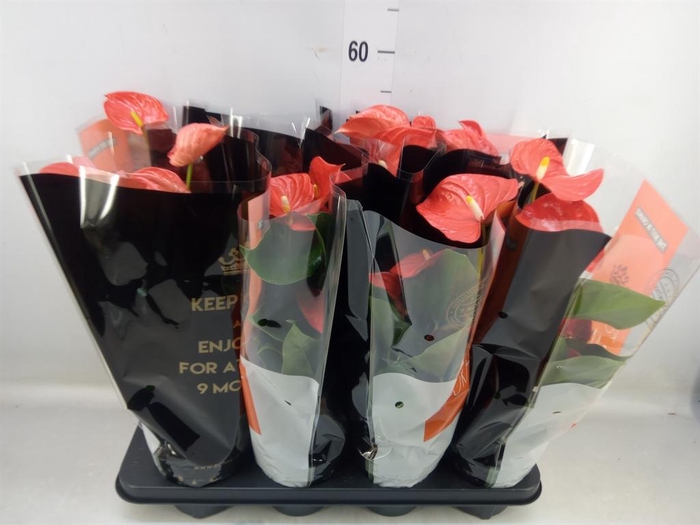 <h4>Anthurium andr. 'Florida'</h4>