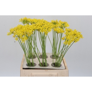Allium Moly Jeannine