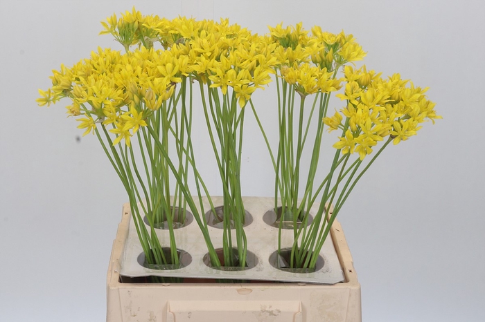 <h4>Allium Moly Jeannine</h4>