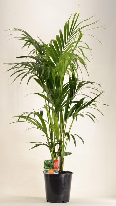 <h4>KENTIA - P24 H140 - 6PP (Howea forsteriana)</h4>