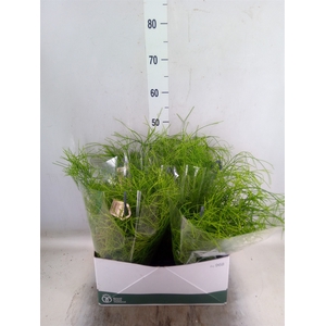 Rhipsalis   ...