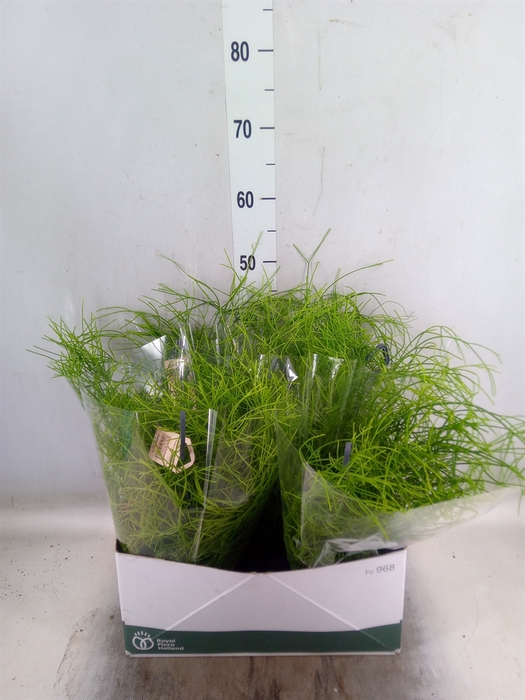 <h4>Rhipsalis   ...</h4>