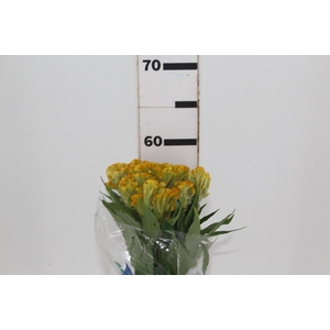CELOSIA ARGENTEA CRISTATA NEO GOLD 060 CM