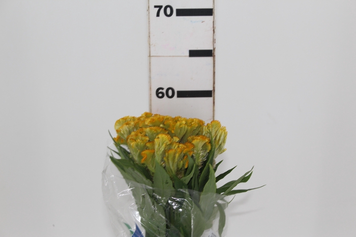 <h4>CELOSIA ARGENTEA CRISTATA NEO GOLD 060 CM</h4>