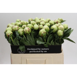 Paeonia Ivory Victory