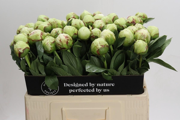 <h4>Paeonia Ivory Victory</h4>
