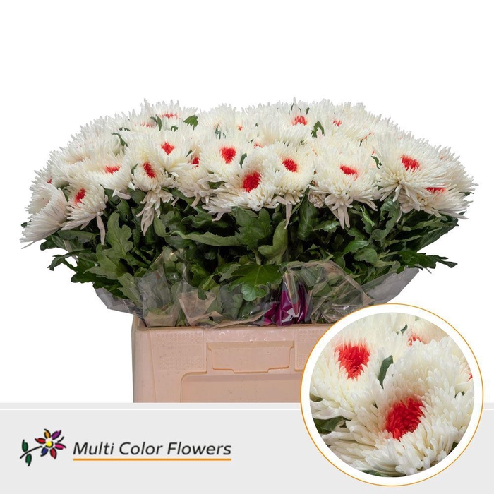 <h4>Chrysanthemum PL   ...colored H%</h4>