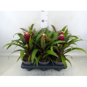 Guzmania  'Francesca'