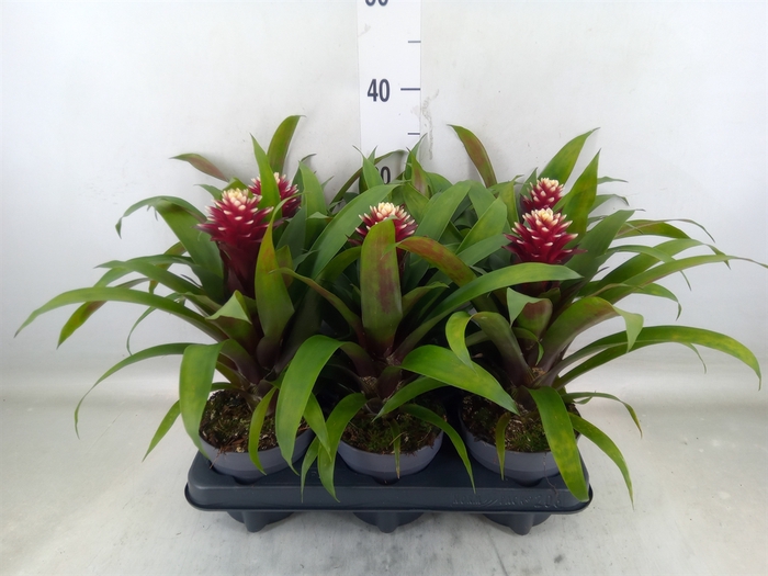 <h4>Guzmania  'Francesca'</h4>