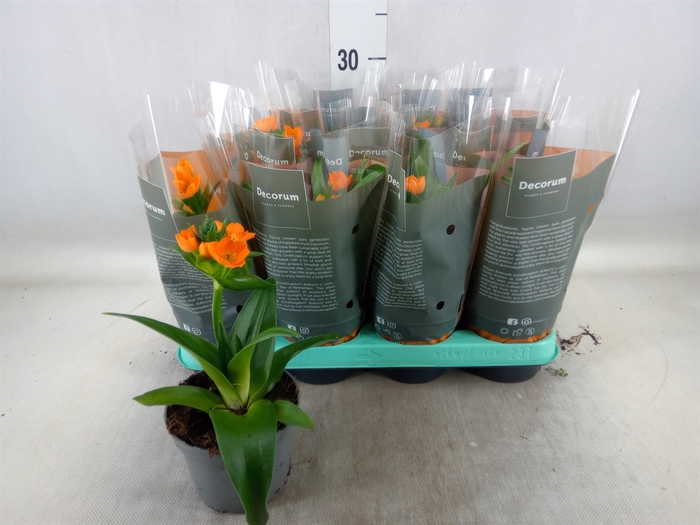 <h4>Ornithogalum dubium</h4>