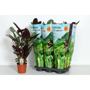 CTENANTHE COMPACTSTA
