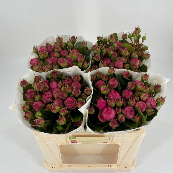 <h4>R Tr Pink Piano Freiland Schittko</h4>
