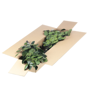 Eucalyptus Stuartiana Preserved Sb Moss Green