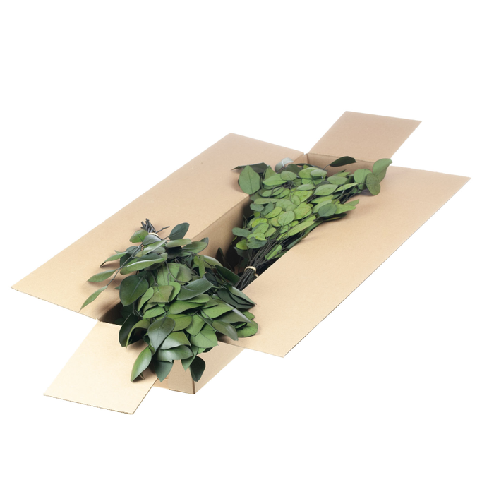 <h4>Eucalyptus Stuartiana Preserved Sb Moss Green</h4>