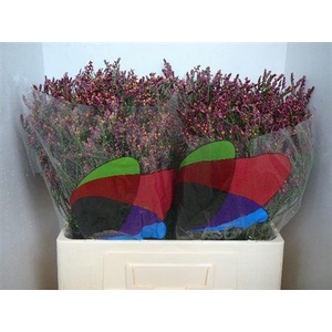 Lim Sin Scarlet Diamond