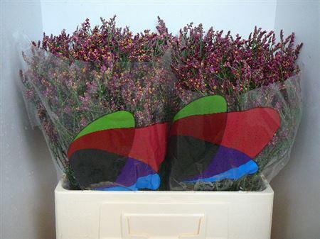 <h4>Lim Sin Scarlet Diamond</h4>