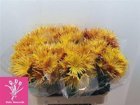 <h4>Chr T Bronze Spider</h4>