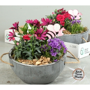 ARR TUINPLANTEN
