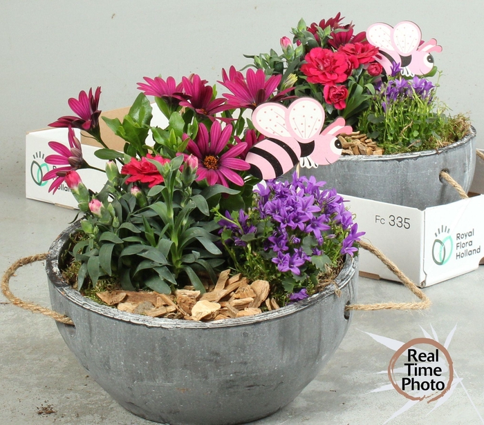 <h4>ARR TUINPLANTEN</h4>