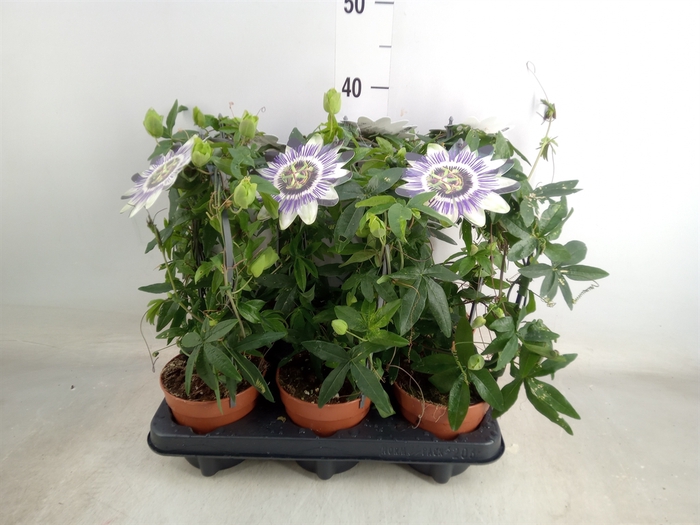 <h4>Passiflora caerul.</h4>