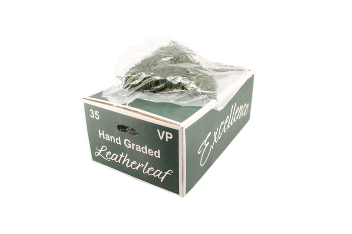 <h4>Lederv. Large V P</h4>