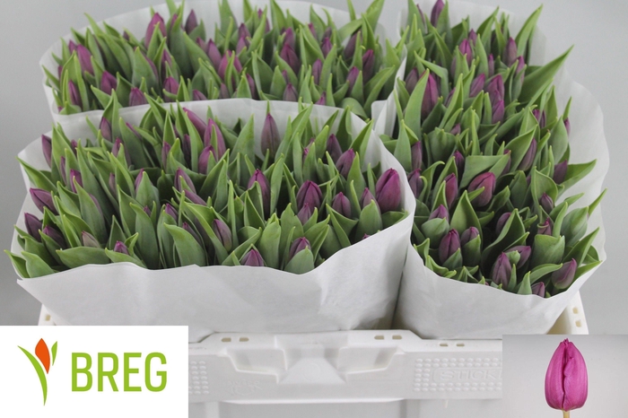 <h4>TU EN PURPLE PRINCE</h4>