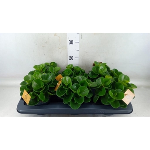 Peperomia obt. 'Green Gold'