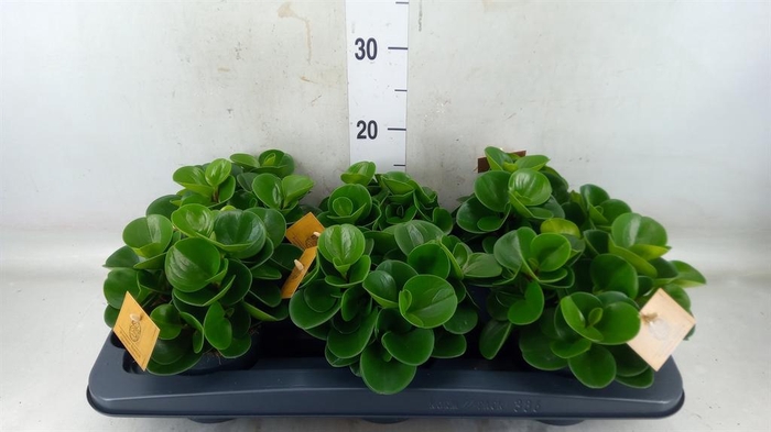 <h4>Peperomia obt. 'Green Gold'</h4>