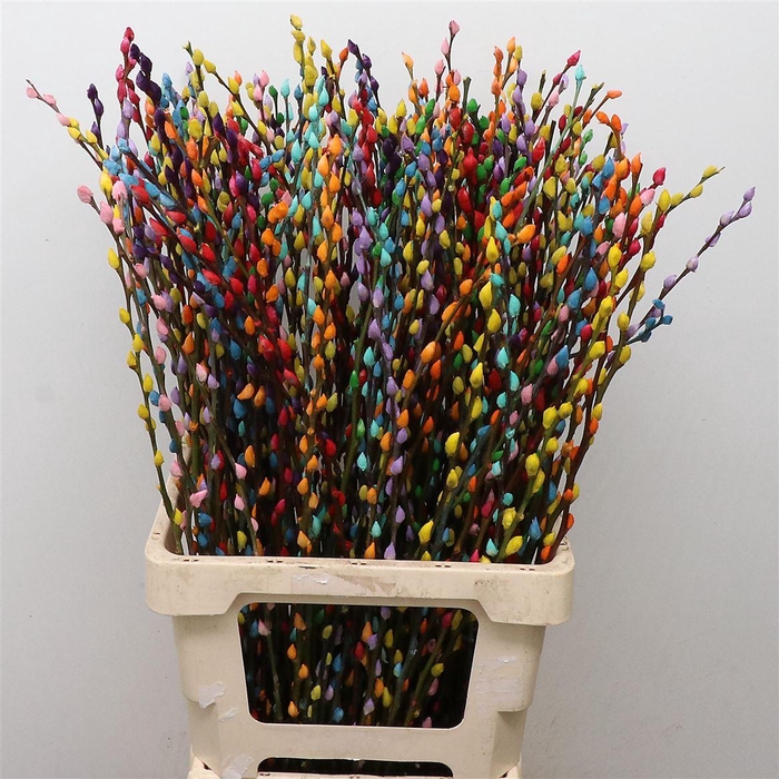 <h4>Salix Snow Flake Klb Rainbow</h4>