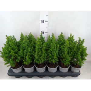 Chamaecyparis thyo. 'Alpica'