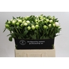 Paeonia Duchesse De Nemours