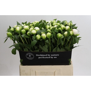 Paeonia Duchesse De Nemours