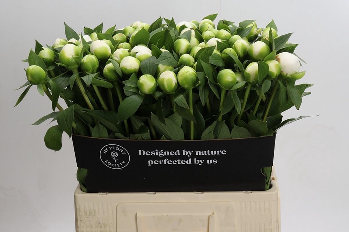 <h4>Paeonia Duchesse De Nemours</h4>