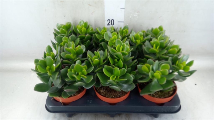 <h4>Crassula  'Hulk'</h4>