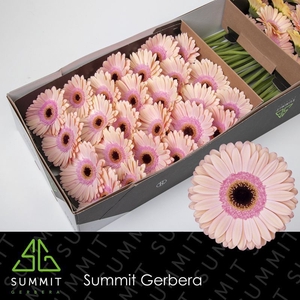 Gerbera Alliance Half doos