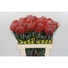 Leucospermum  'Scarlet Ribbon'