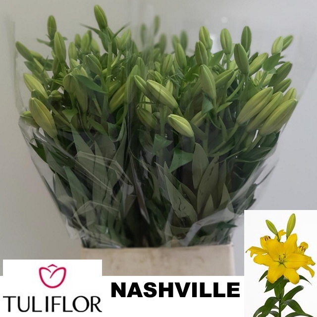 <h4>LI LA NASHVILLE</h4>