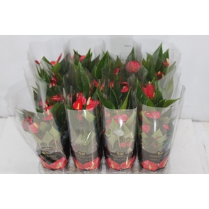 ANTHURIUM MINI MILLION FLOWERS P09