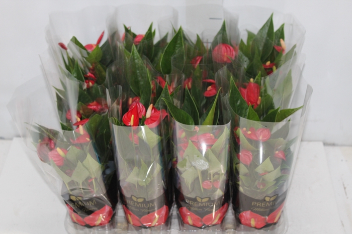 <h4>ANTHURIUM MINI MILLION FLOWERS P09</h4>