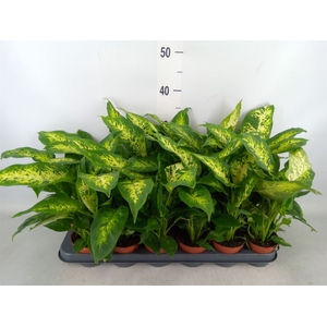 Dieffenbachia  'Compacta'