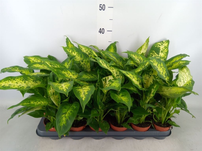 <h4>Dieffenbachia  'Compacta'</h4>