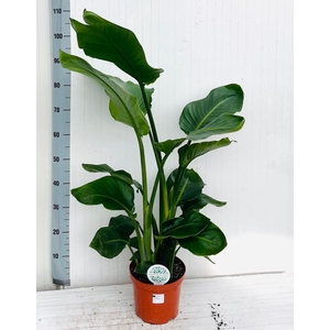 STRELITZIA NICOLAI