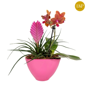Coupe Orchibrom Borabora