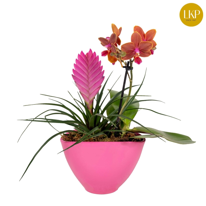 <h4>Coupe Orchibrom Borabora</h4>