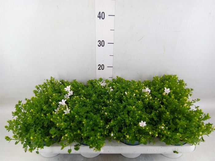 <h4>Campanula porten.</h4>